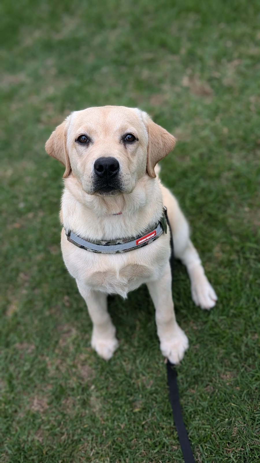 Amaiore Labrador Retrievers | 420 Dairy Creek Rd, Homewood VIC 3717, Australia | Phone: 0499 858 994
