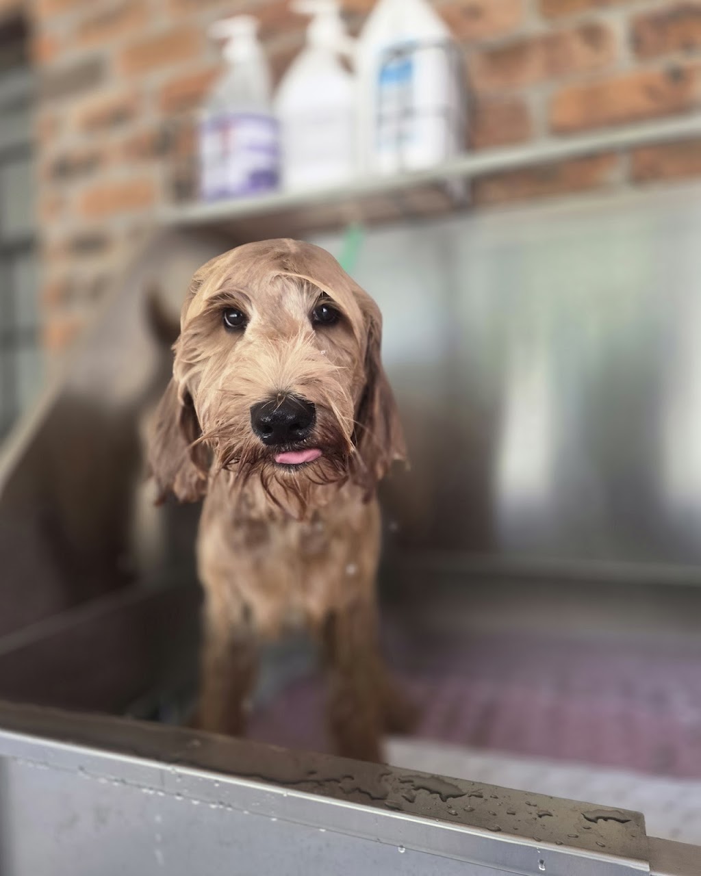 Botanipaws Spa | 122 Alstonvale Rd, Alstonvale NSW 2477, Australia | Phone: 0477 006 431