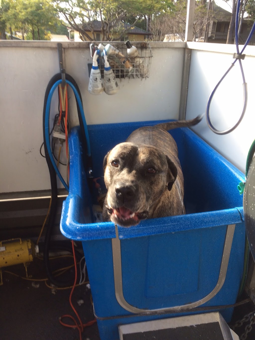 My Dirty Dog - Mobile Washing and Grooming | 40 Dawson Rd, Alexandra Hills QLD 4161, Australia | Phone: 0412 835 362