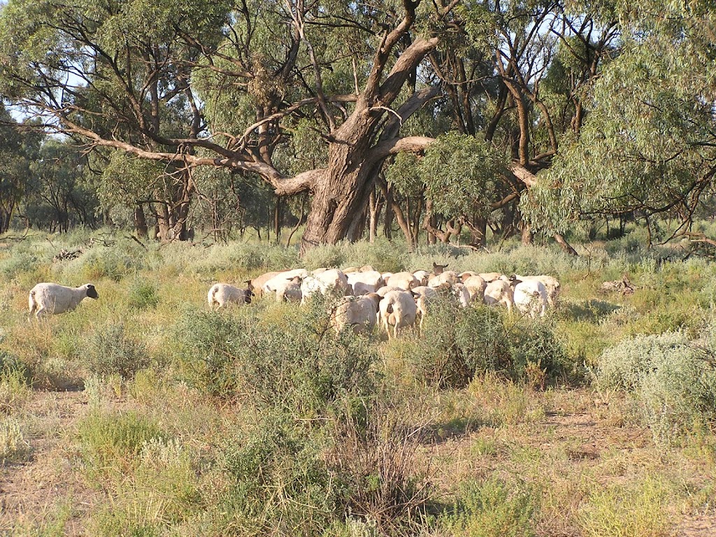 Narrung Farms | 7616 Murray Valley Hwy, Narrung VIC 3597, Australia | Phone: 0438 461 355