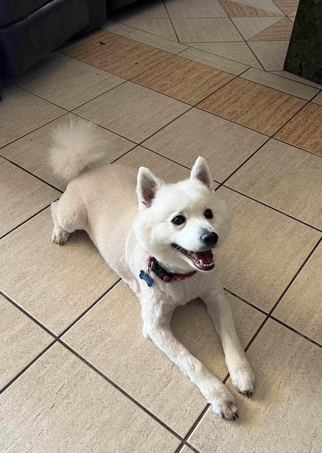Fur Sure Grooming | 42A Selems Parade, Revesby NSW 2212, Australia | Phone: 0433 882 633