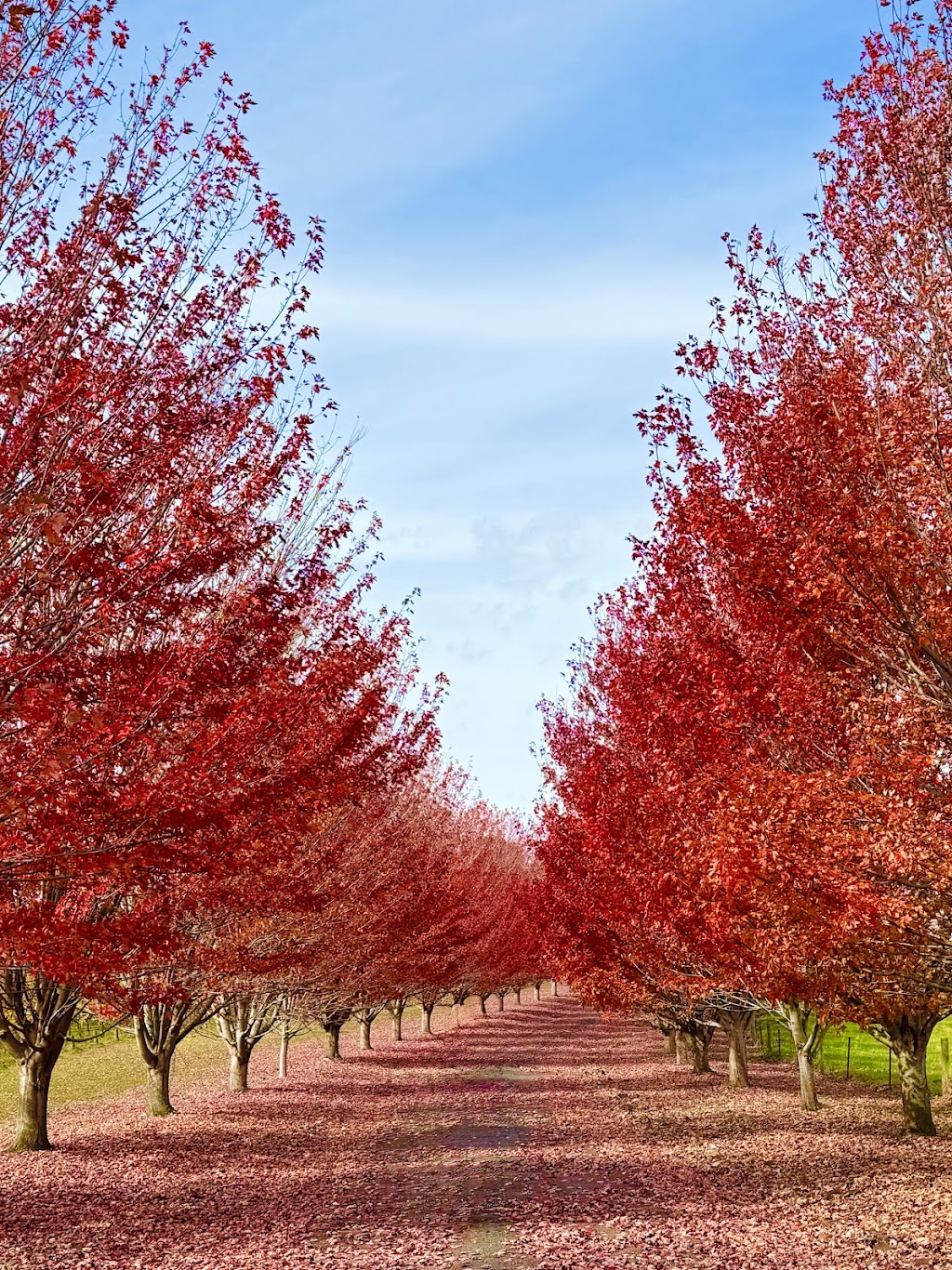 Storm Ridge Estate | 850/860 Maroondah Hwy, Coldstream VIC 3770, Australia | Phone: 0474 215 666