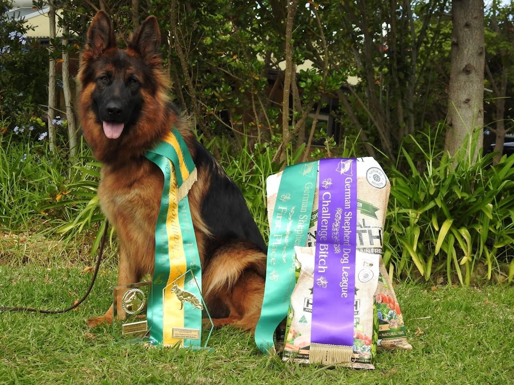 Kingvale German Shepherds | 431 Railway Parade, Balmoral NSW 2571, Australia | Phone: 0419 688 019