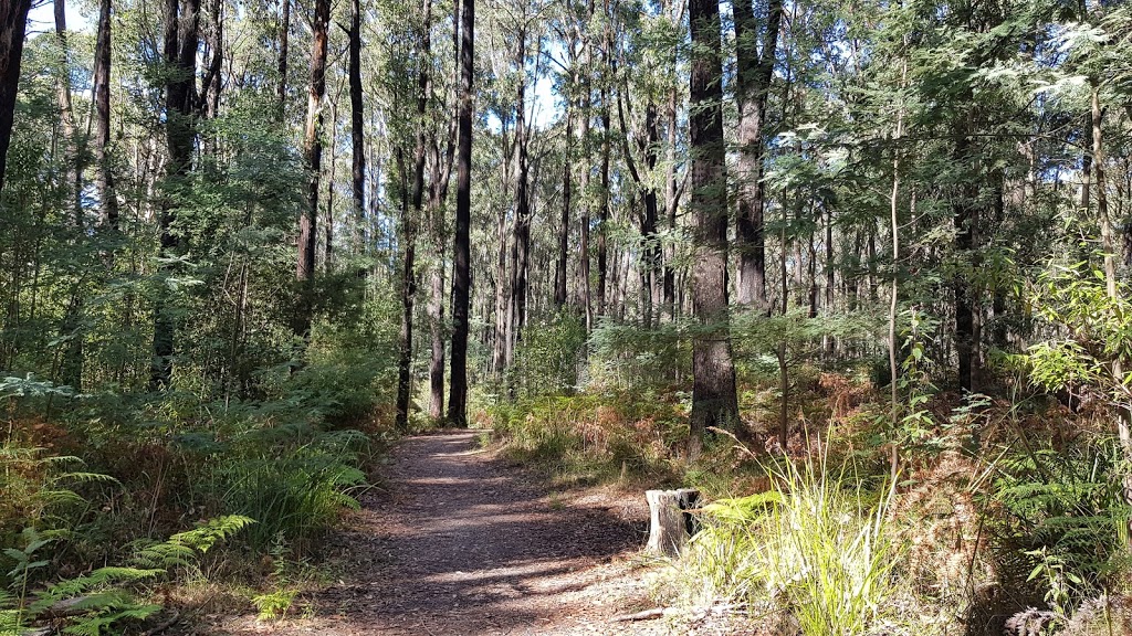 Lyrebird Forest Walk Carpark | Unnamed Road, Mirboo North VIC 3871, Australia