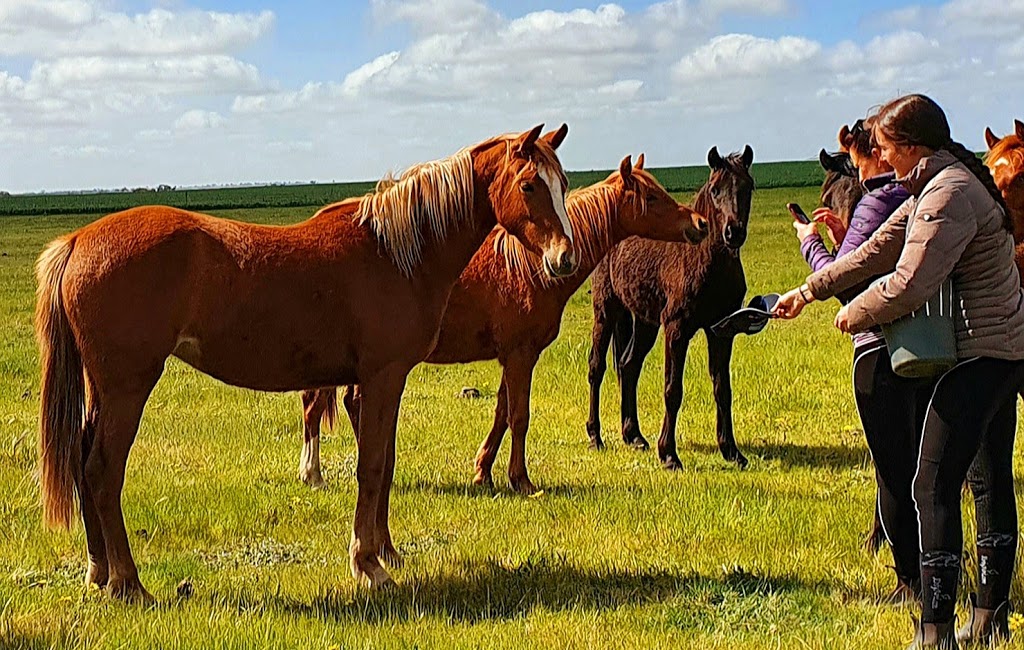 Allenmore Stud. Riding Ponies & Thoroughbreds | Yarrock Rd, Kaniva VIC 3419, Australia | Phone: (03) 5392 2551