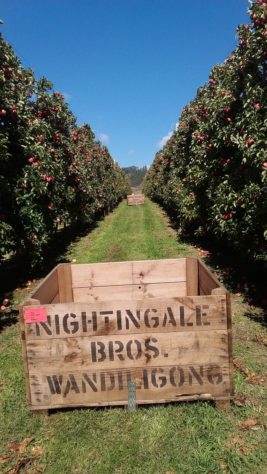 Nightingale Bros Sales Office | 695 Morses Creek Rd, Wandiligong VIC 3744, Australia | Phone: (03) 5755 1318