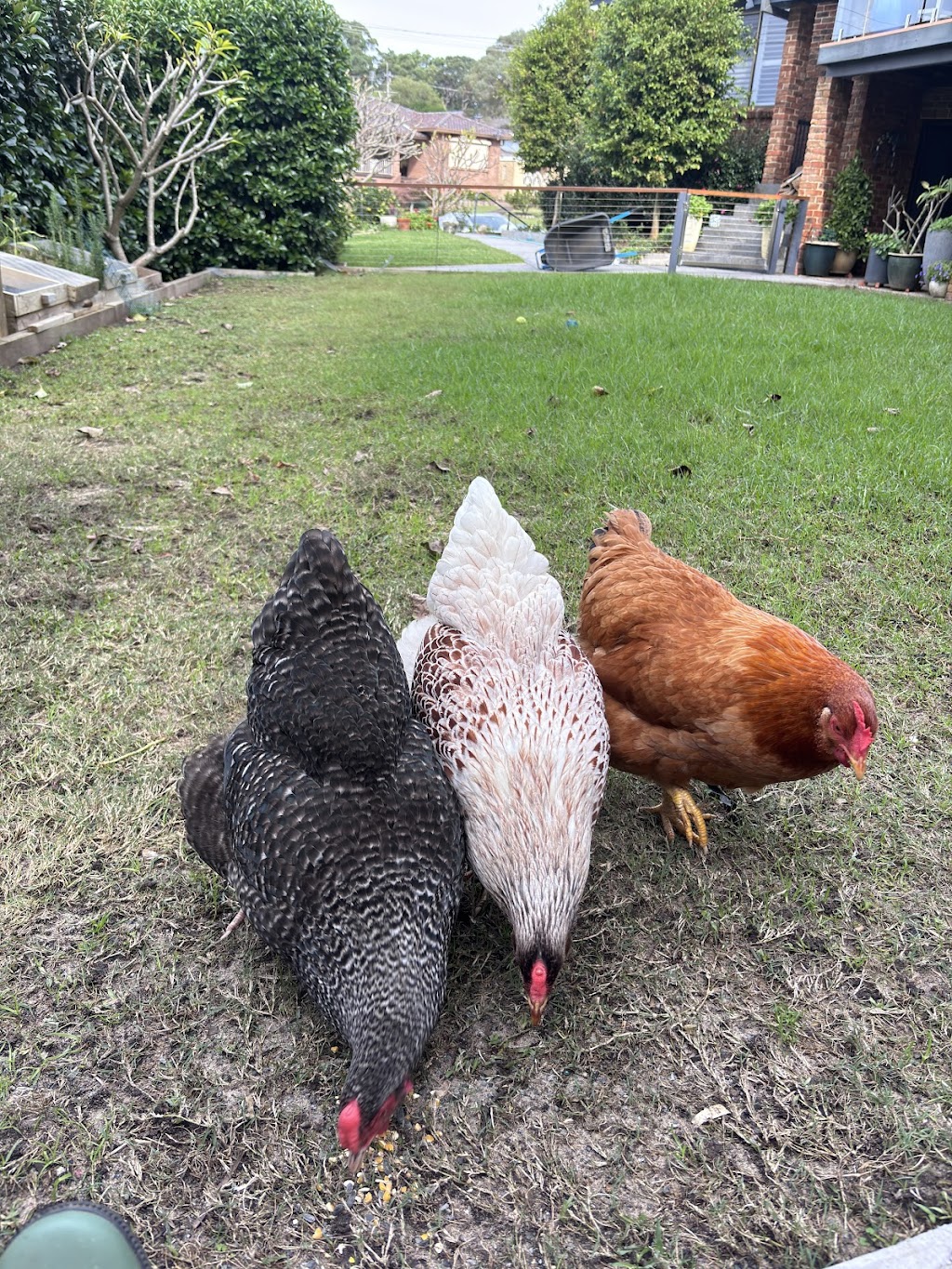 JDs Backyard Hens | 1 Ballat Cl, Medowie NSW 2318, Australia | Phone: 0428 498 298