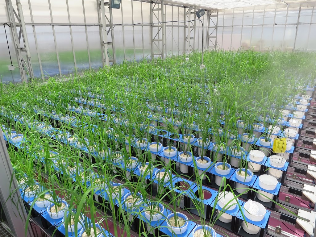 Australian Plant Phenomics Facility | University of Adelaide - Waite Campus Building WT, 40 Hartley Grove, Urrbrae SA 5064, Australia | Phone: (08) 8313 0159