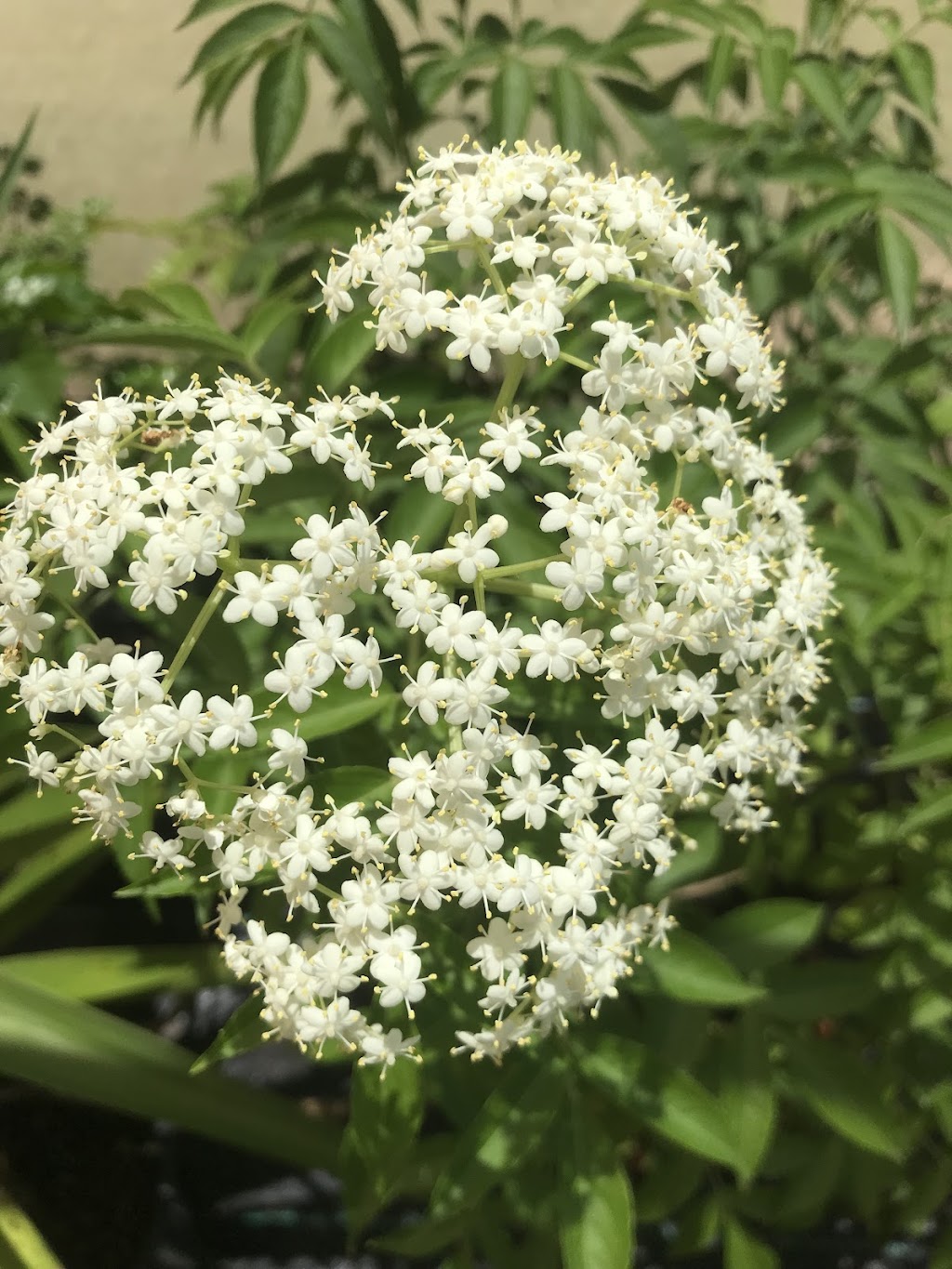 Astoz Plant Sales | 399 Windsor Dr, Mount Hallen QLD 4312, Australia | Phone: 0400 791 956