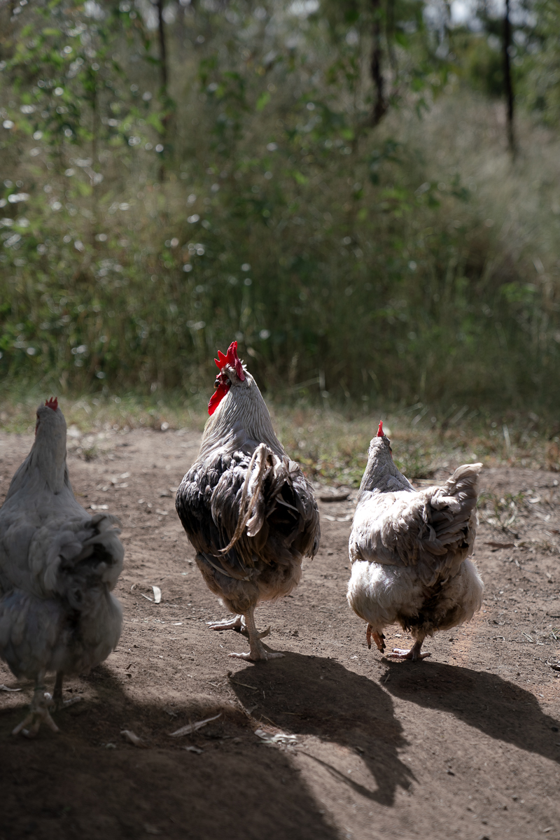 Grandchester Heritage Chickens | 256 Bakers Rd, Grandchester QLD 4340, Australia | Phone: 0401 345 562