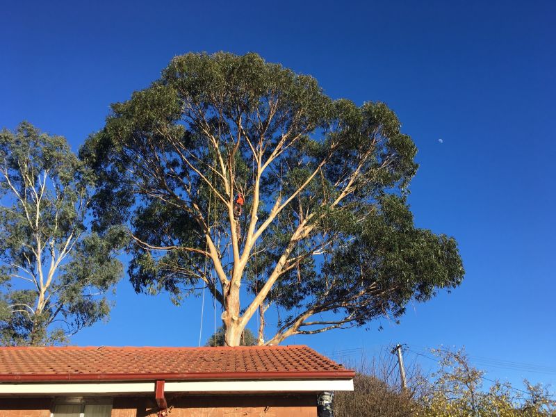 Gold Coast Tree Removal | 19 Taree St, Burleigh Heads QLD 4221, Australia | Phone: (07) 5655 7608