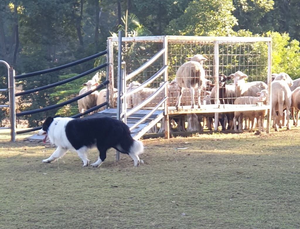Celtic Heart Border Collies | 38 Nestle Ln, Toogoolawah QLD 4313, Australia | Phone: 0400 018 877