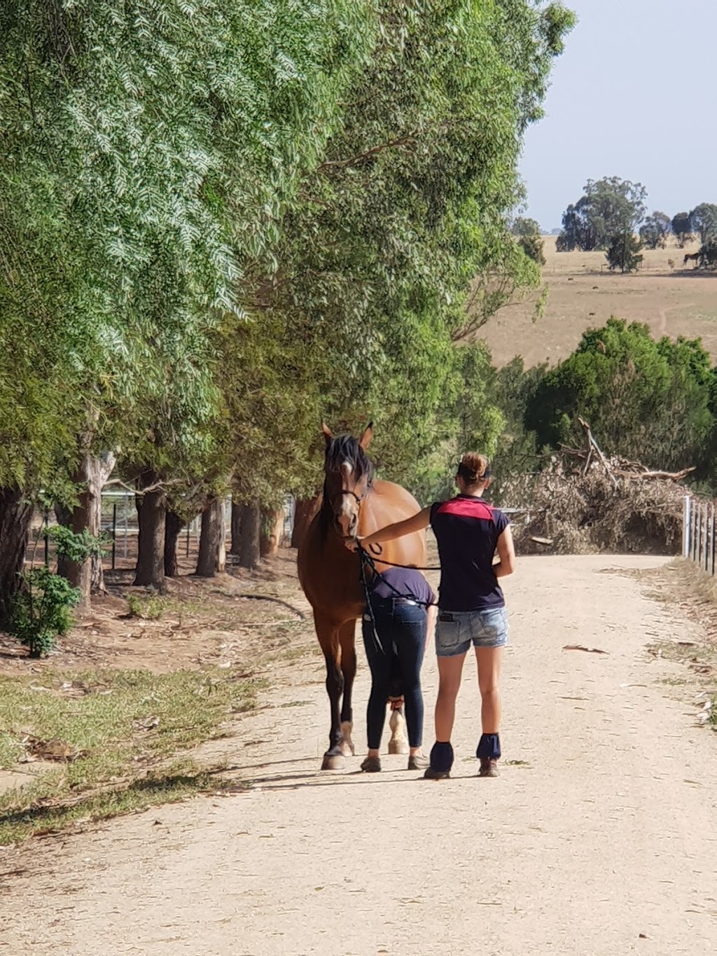 Pepper Tree Farm | veterinary care | 25 Canowindra Rd, Cowra NSW 2794, Australia | 0428414010 OR +61 428 414 010