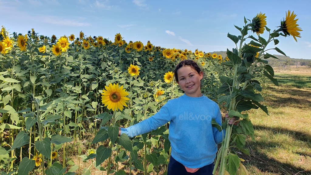 Spa Country Sunflowers | 420 Developmental Rd, Bolwarrah VIC 3352, Australia | Phone: 0418 387 380