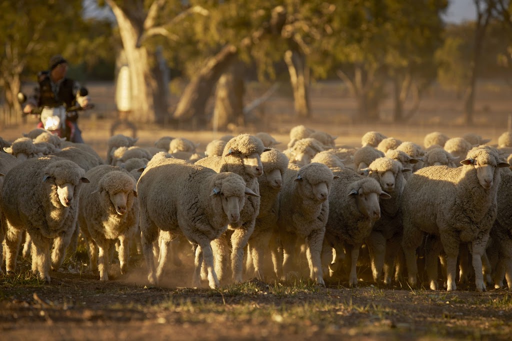 Pats Place on Oaksham Farm | 190 Pollands Rd, Moyston VIC 3377, Australia | Phone: 0408 178 278 Pats Place on Oaksham Farm | 190 Pollands Rd, Moyston VIC 3377, Australia | Phone: 0408 178 278