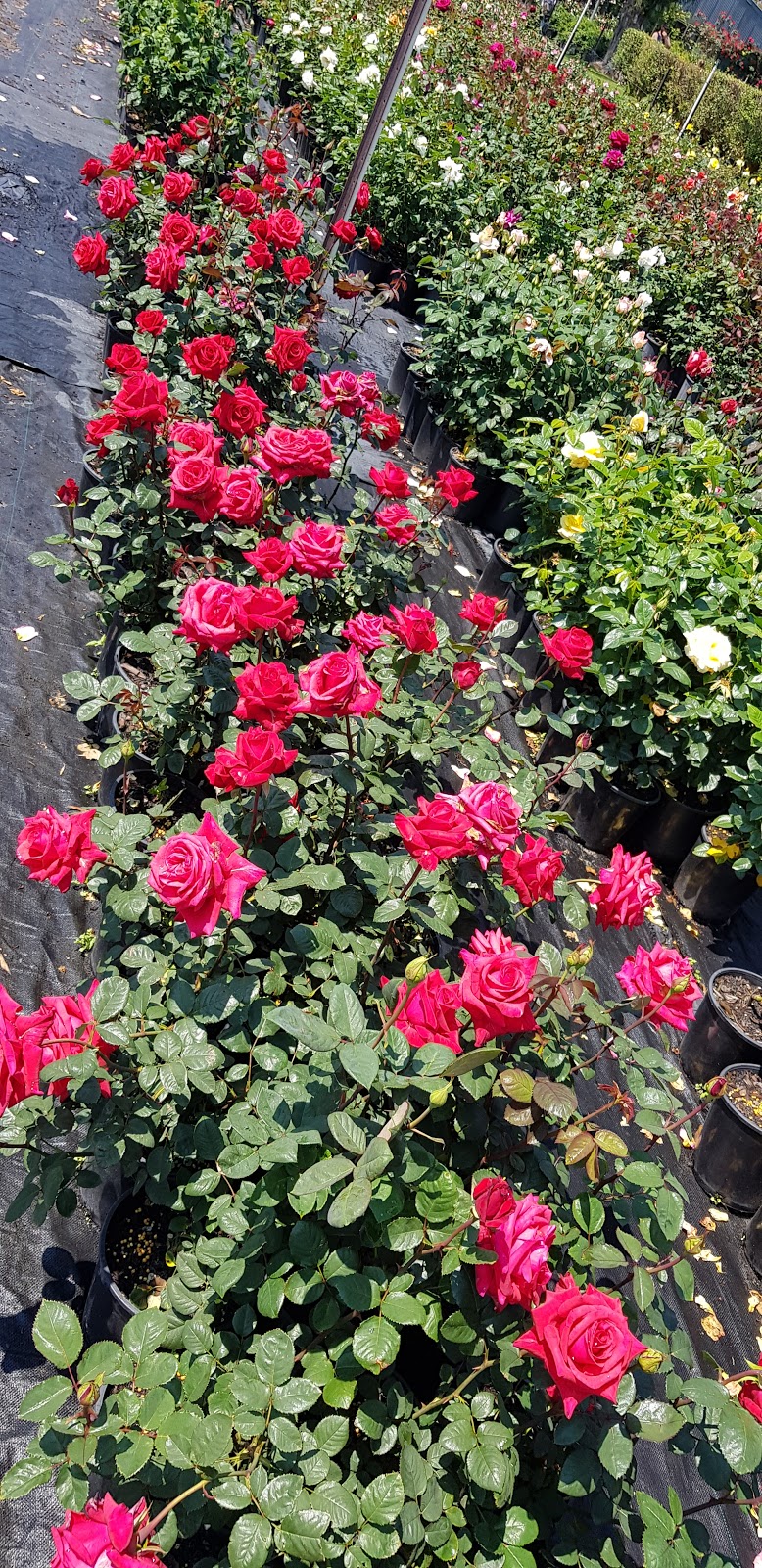 Swiss Rose Garden & Nursery | 38 Wollaston Ave, Haynes WA 6112, Australia | Phone: (08) 9399 1880