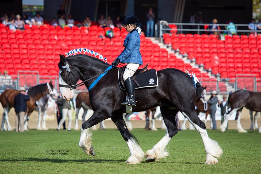 Ingleside Shire Horse Stud |  | 1037 Jerangle Rd, Bredbo NSW 2630, Australia | 0408669638 OR +61 408 669 638