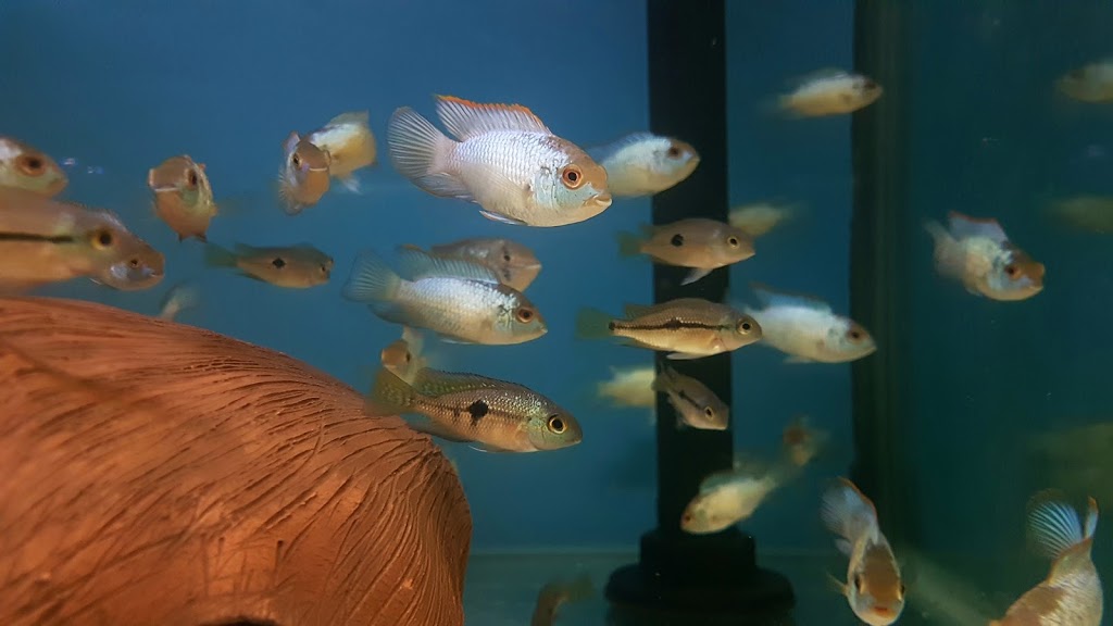 Wat The Fish (WTFish) | aquarium | 11/276-278 Victoria St, Wetherill Park NSW 2164, Australia | 0416488872 OR +61 416 488 872