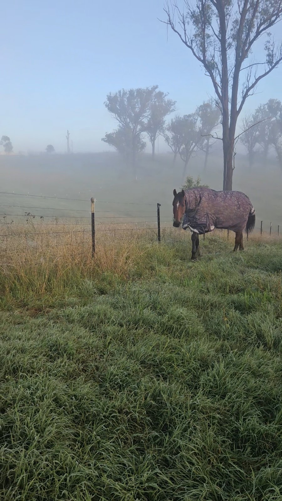 Sandon Grove Horse Agistment Armidale | Woodlands Rd, Armidale NSW 2350, Australia | Phone: 0428 659 091