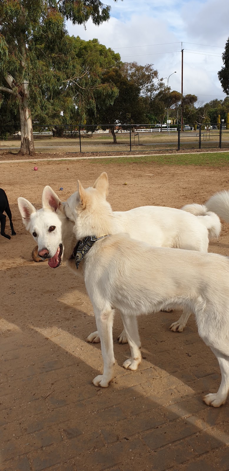 Dinton Farm Reserve dog park | park | 100 Melsetter Rd, Huntfield Heights SA 5163, Australia | 0883840666 OR +61 8 8384 0666