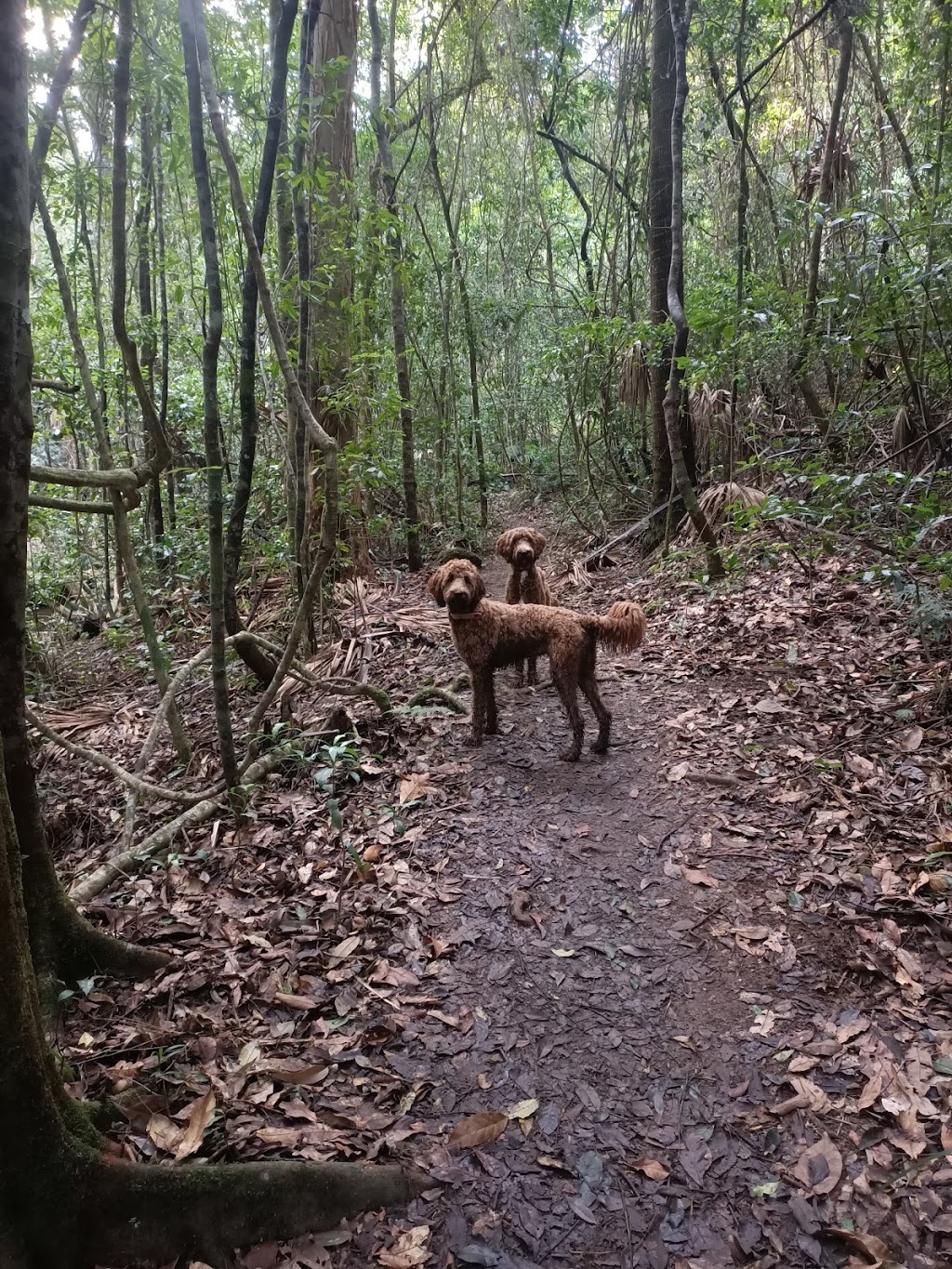 Banksia Picnic Area | Somersby NSW 2250, Australia | Phone: 1300 655 687