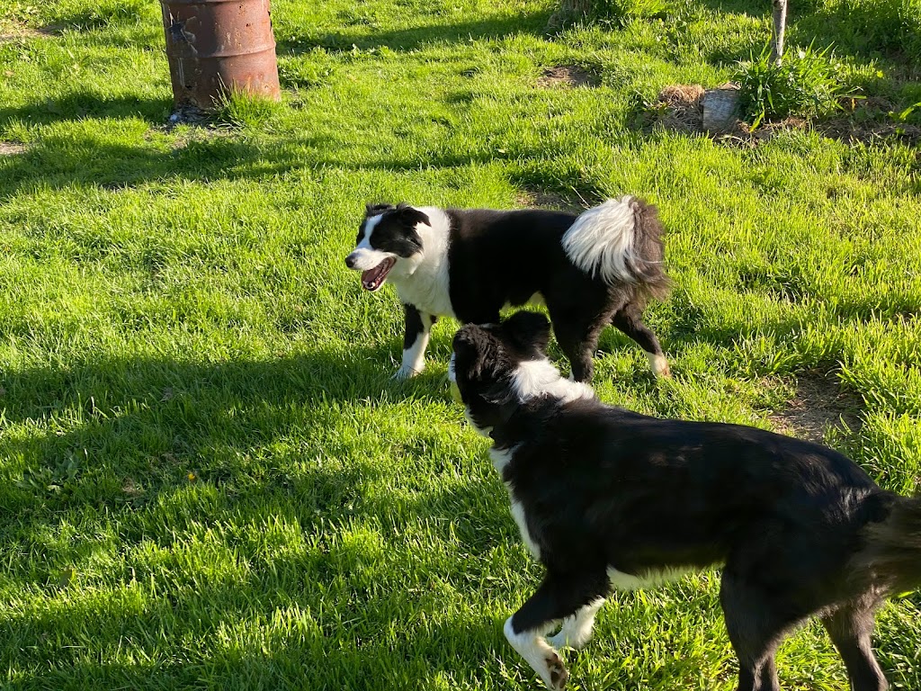 Babbling Brook Farm | 125 Donnellys Rd, Geeveston TAS 7116, Australia | Phone: 0416 295 566