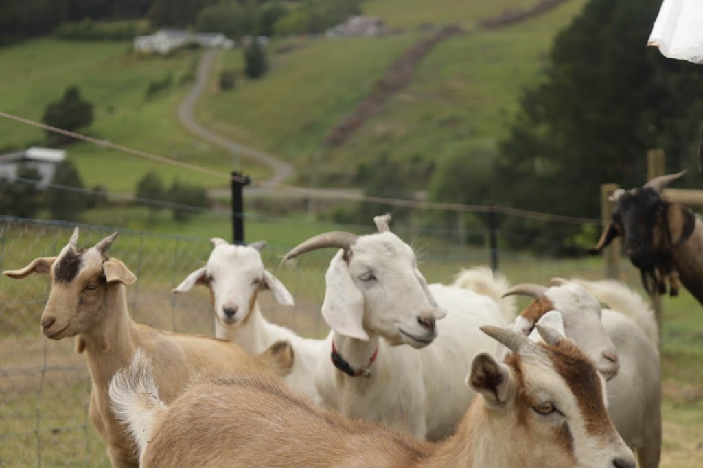 Kermandie Ridge Farm Sanctuary Inc. | 23 Knights Rd, Geeveston TAS 7116, Australia | Phone: 0429 029 012