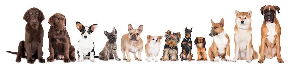 K9 Kingdom | 136 Strawberry Rd, Bonogin QLD 4213, Australia | Phone: 0456 006 866