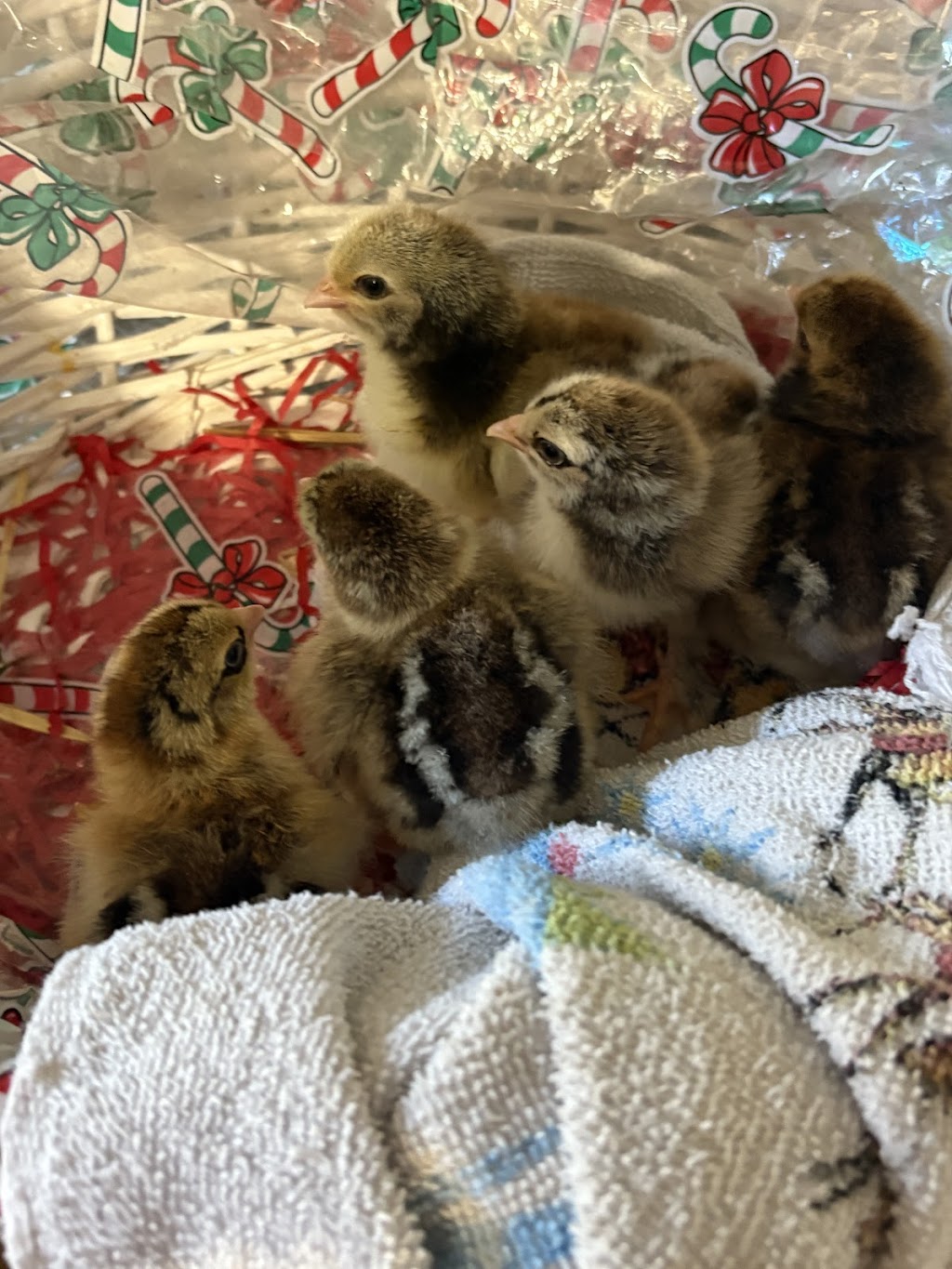 Debras Chicken Haven | Daisy Rd, Mount Tarampa QLD 4311, Australia | Phone: 0447 795 657