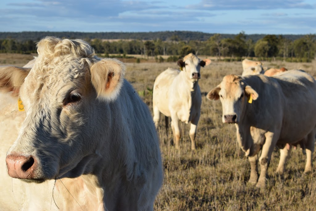 Juandah Charolais & Charbray | Guluguba QLD 4418, Australia | Phone: 0409 729 186