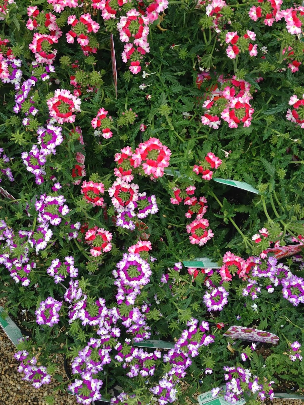 The Garden Botanicus Perfectus | florist | Cowper St, Dickson ACT 2602, Australia | 0262473537 OR +61 2 6247 3537