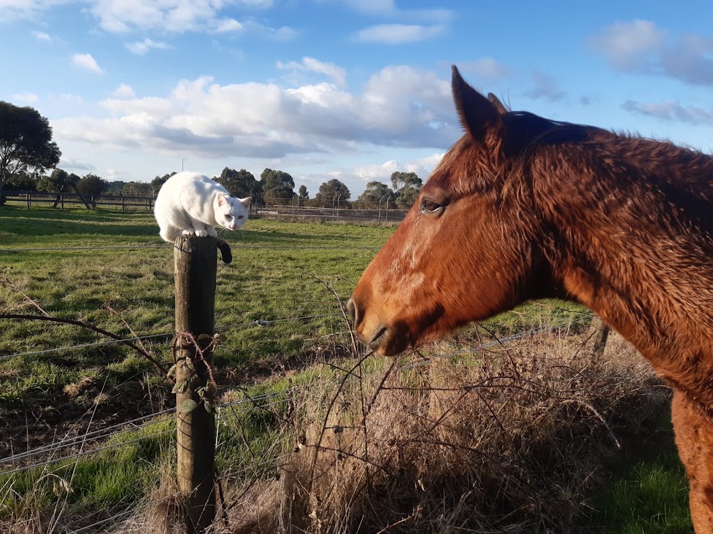 Mornington Peninsula Equine Assisted Therapy | 251 Coolart Rd, Tyabb VIC 3913, Australia | Phone: 0400 028 358