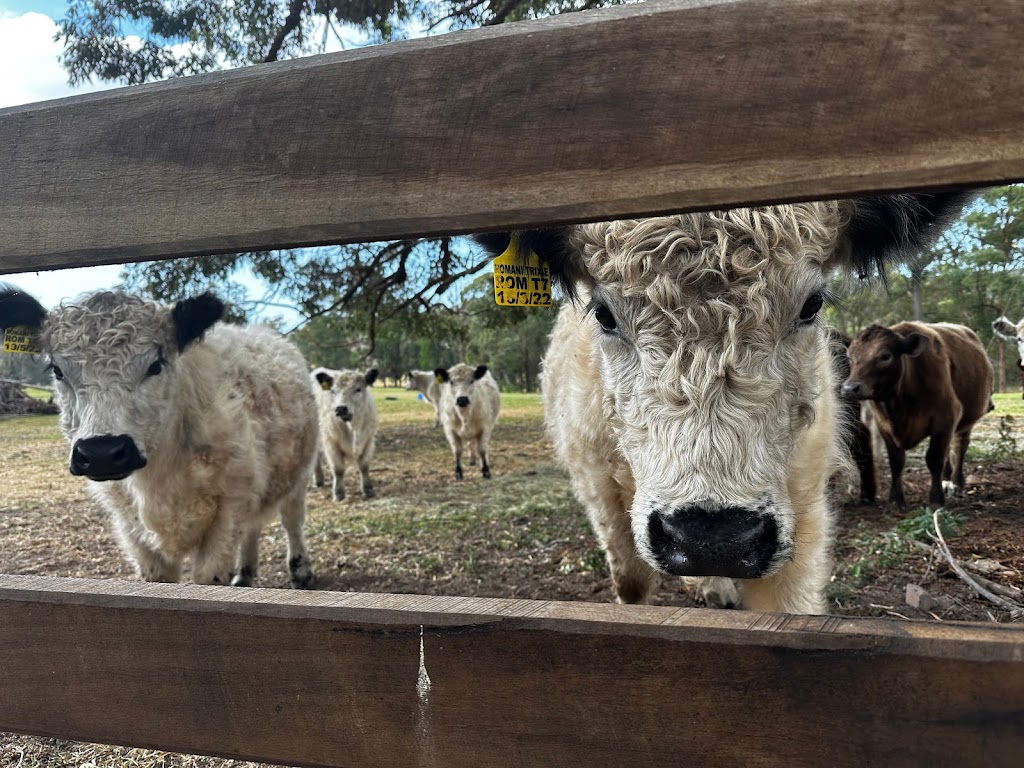 Gilston Galloways | 822 Gilston Rd, Gilston QLD 4211, Australia | Phone: 0414 642 968