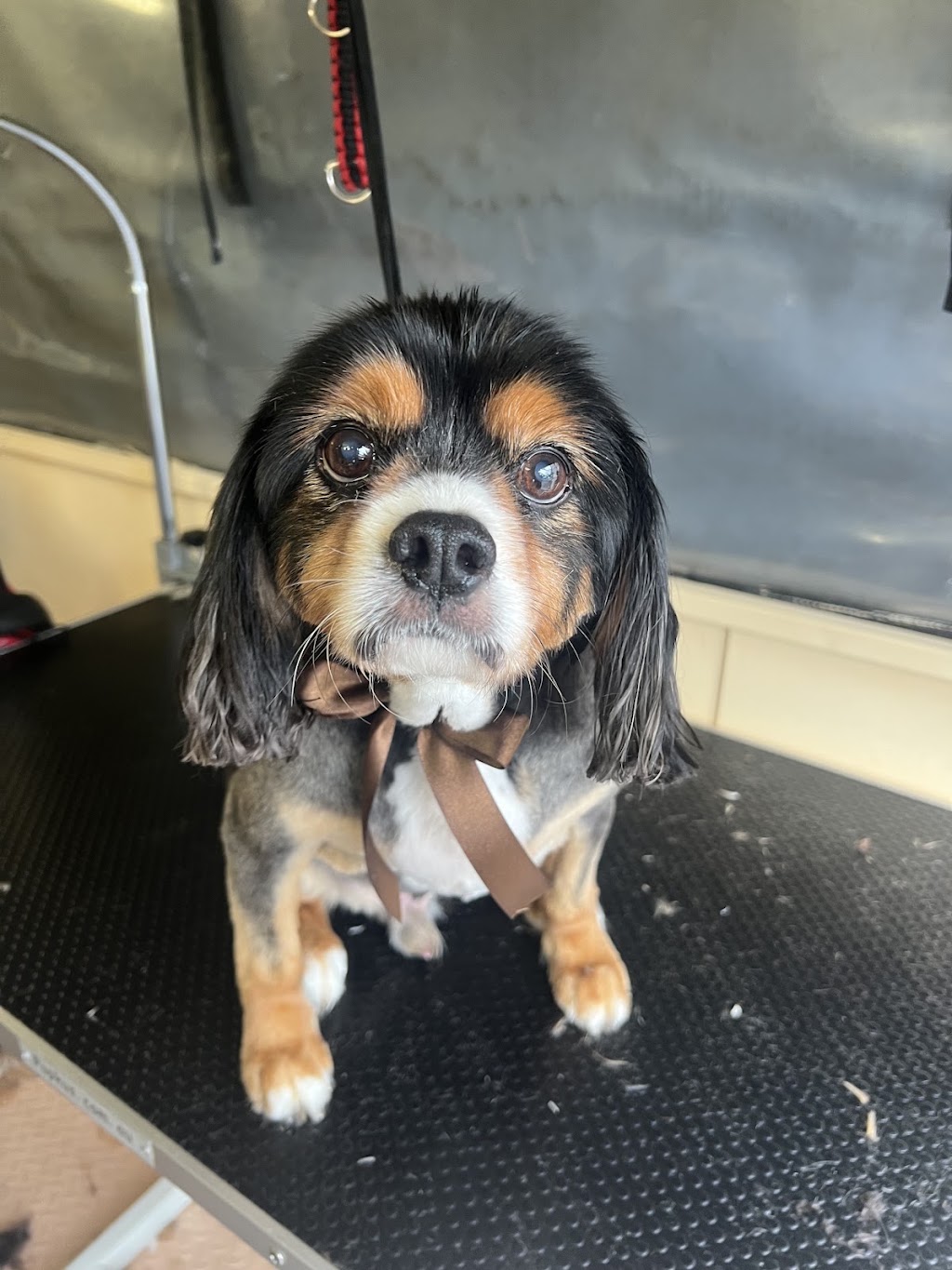 Bark Avenue Dog Grooming | 6 East St, Blakehurst NSW 2221, Australia | Phone: 0423 206 208