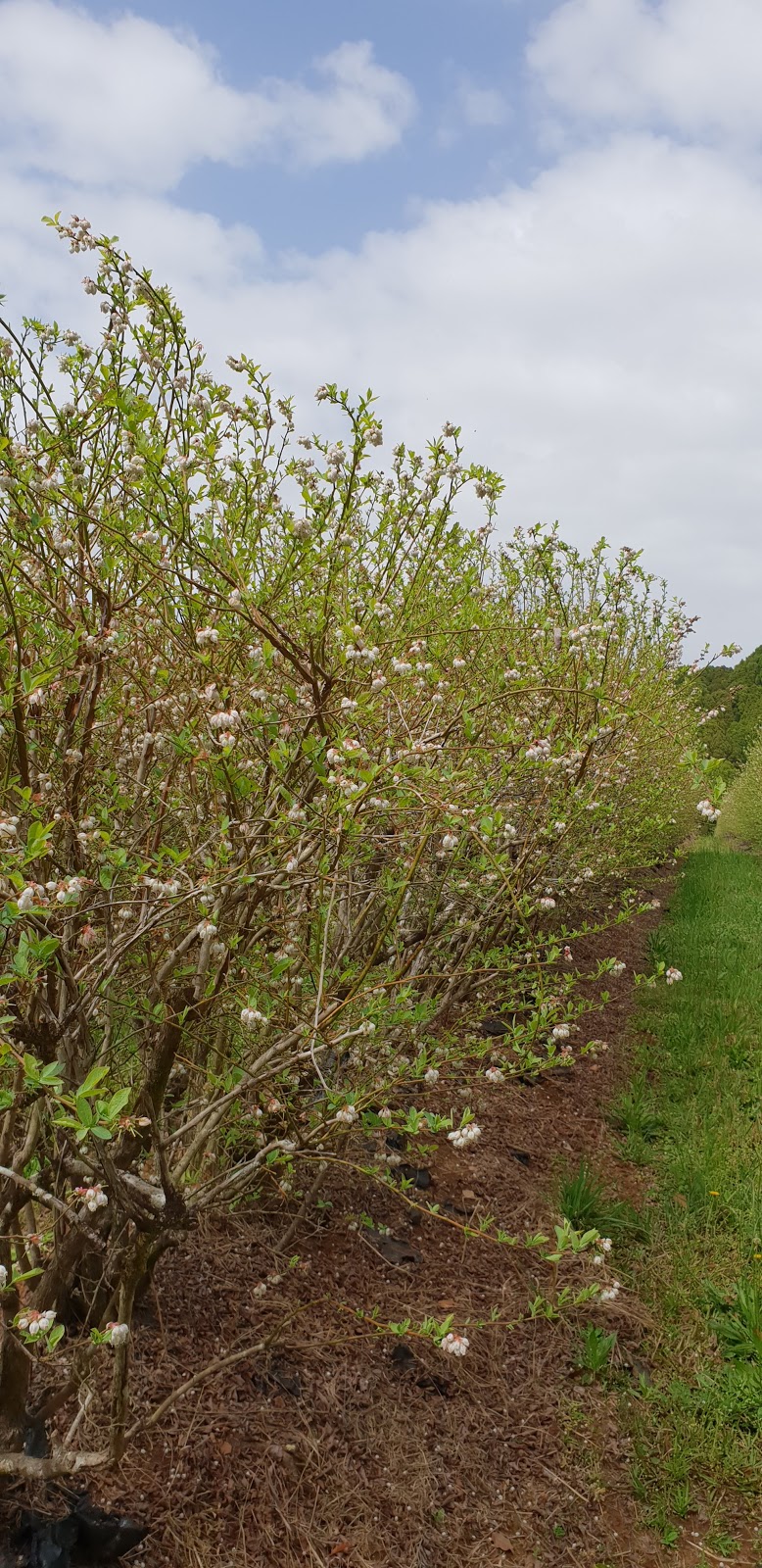 Blueberry Fields | 769 Fernleigh Rd, Brooklet NSW 2479, Australia | Phone: (02) 6687 8114