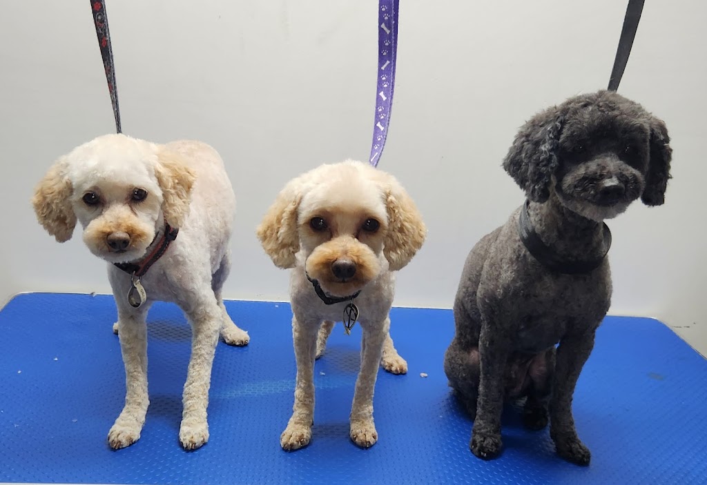 Gippy Dog Grooming | Brittlewood Ln, Longwarry VIC 3816, Australia | Phone: 0461 453 341