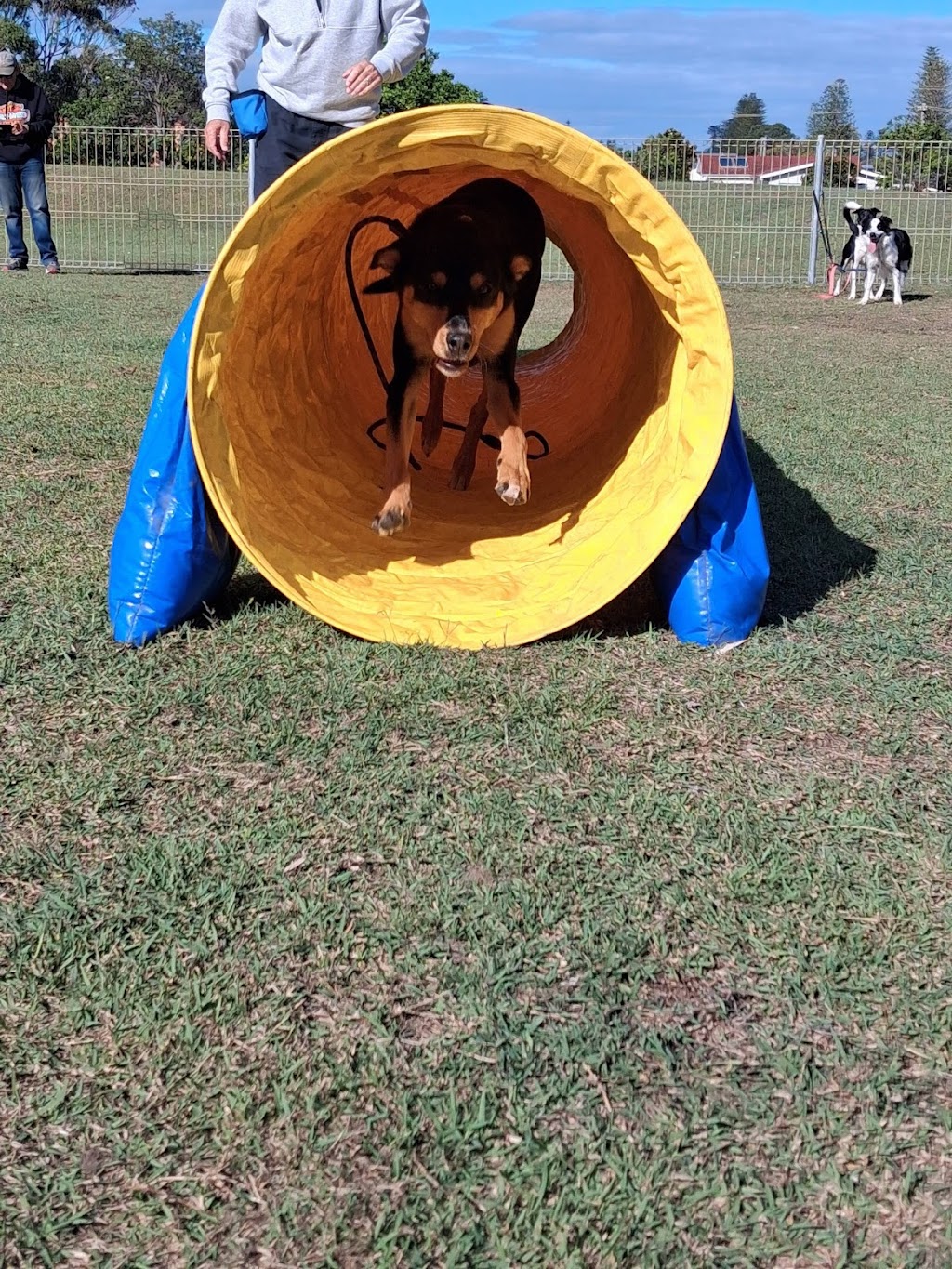 Debs Dog Training | Failford NSW 2430, Australia | Phone: 0494 551 882
