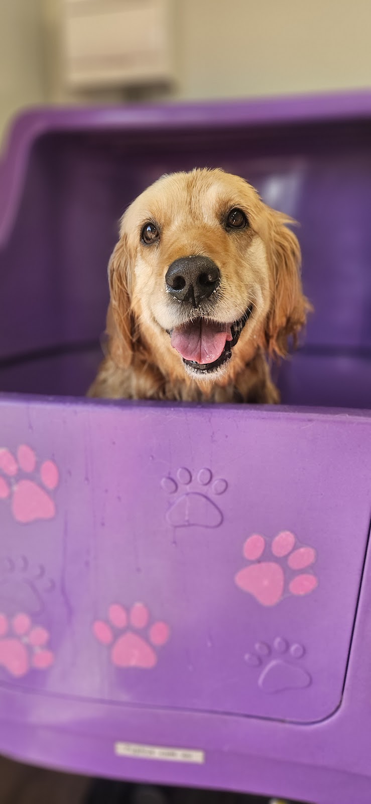 Inglewood Dog Grooming | 79 Verdon St, Inglewood VIC 3517, Australia | Phone: 0466 605 705
