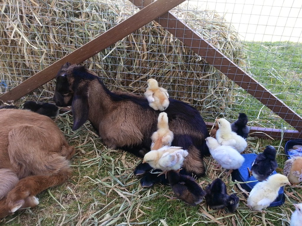 Naughty Goat Farm |  | 8 Denis Ct, Summerholm QLD 4341, Australia | 0407699112 OR +61 407 699 112