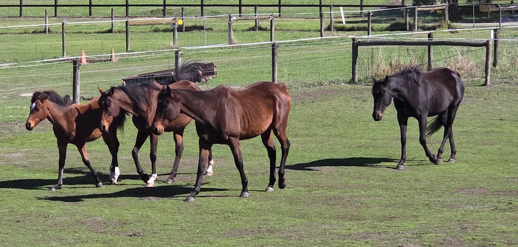 Middle Corral | 80 Middle Rd, Pearcedale VIC 3912, Australia | Phone: 0401 319 518