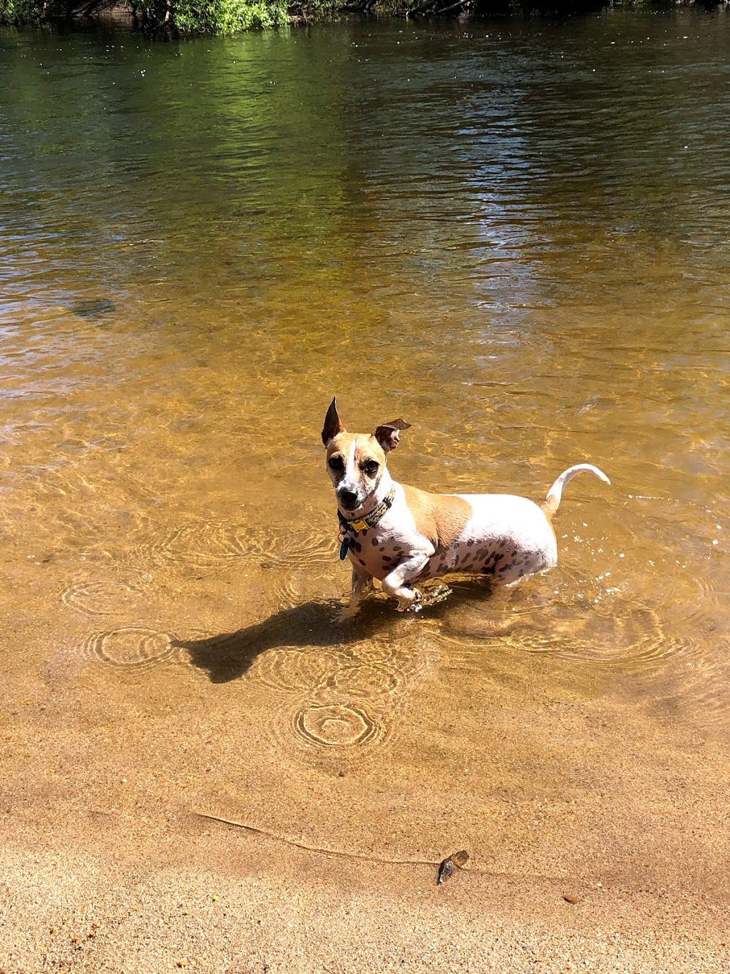 St Leonards Dog Park | St Leonards Picnic Ground, 81 Station Rd, St Leonards TAS 7250, Australia