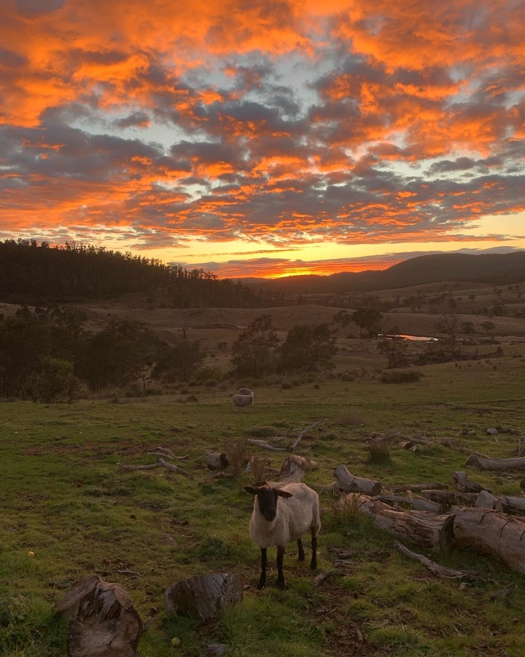 Eventide Sanctuary | 473 Sugarloaf Rd, Carlton River TAS 7173, Australia | Phone: 0456 748 170 Eventide Sanctuary | 473 Sugarloaf Rd, Carlton River TAS 7173, Australia | Phone: 0456 748 170