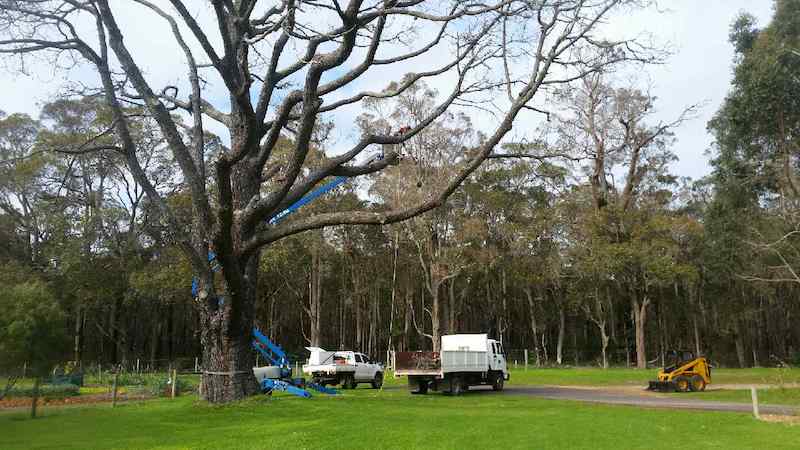 South West Tree Services | 121 Ironmonger Rd, Karridale WA 6288, Australia | Phone: 0419 385 897