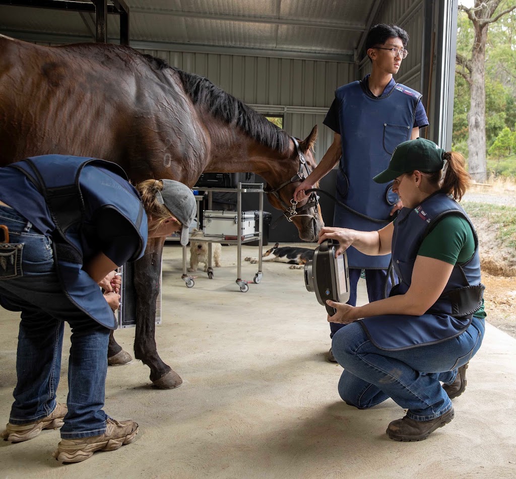 Forefront Equine Veterinary Services | 160 Gascards Ln, Gordon VIC 3345, Australia | Phone: 0452 474 242