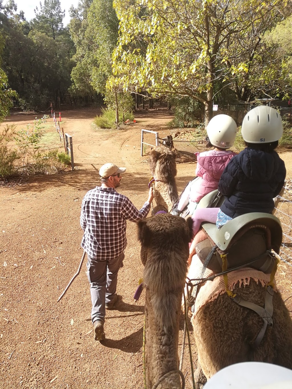 Calamunnda Camel Farm | zoo | 361 Paulls Valley Rd, Paulls Valley WA 6076, Australia | 0892931156 OR +61 8 9293 1156