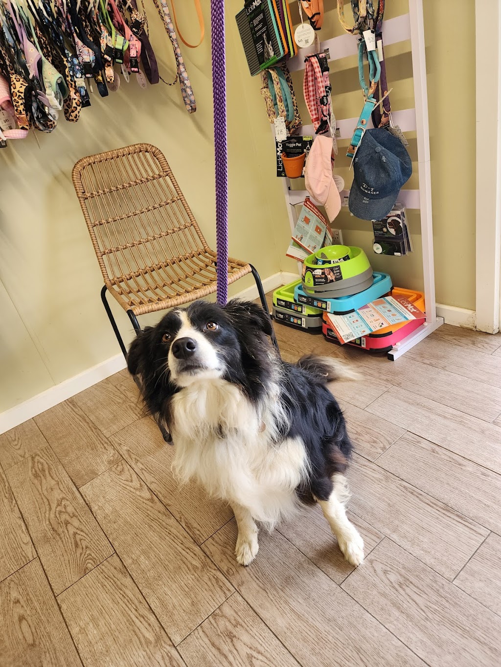 Wonderful Wagz Pet Grooming | 50 Dowell La, Barnawartha North VIC 3691, Australia | Phone: 0437 879 588