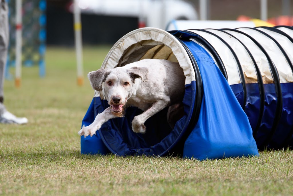 Agility Dog Club Of Queensland |  | 69 Church St, Tivoli QLD 4305, Australia | 0490137513 OR +61 490 137 513