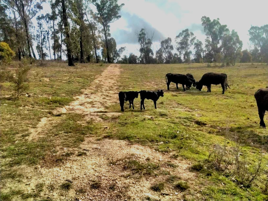 Melville kelpies & Angus | 385 Bloomfield road, Yarrowitch NSW 2354, Australia | Phone: 0457 786 888