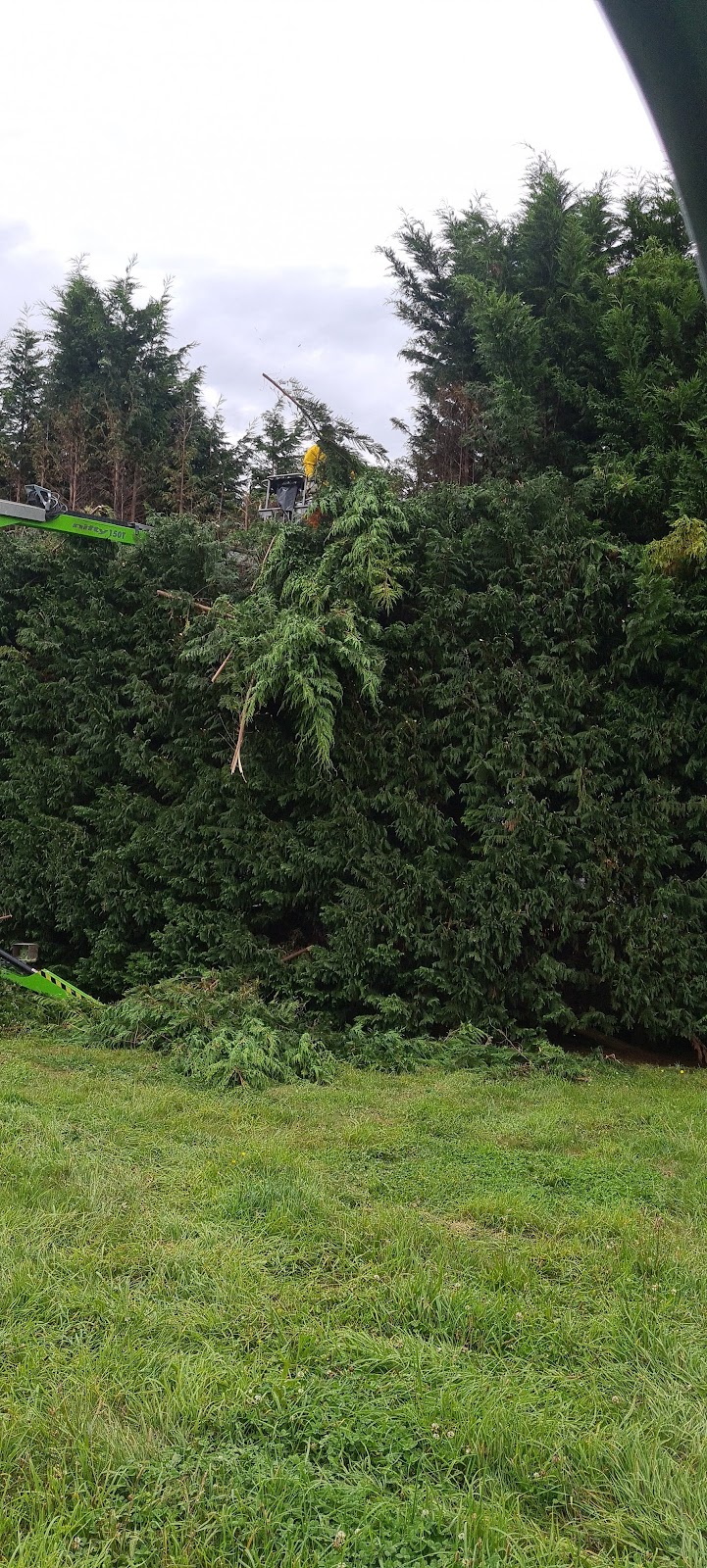 SAGE CUT Treeworks | 3C Biggera St, Braemar NSW 2575, Australia | Phone: 0416 177 223