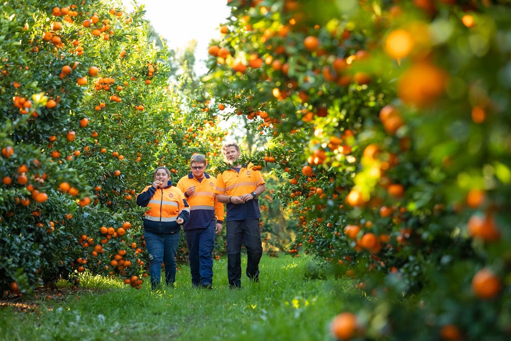 Moora Citrus | Lot 803 Prices Rd, Moora WA 6510, Australia | Phone: (08) 9653 1318